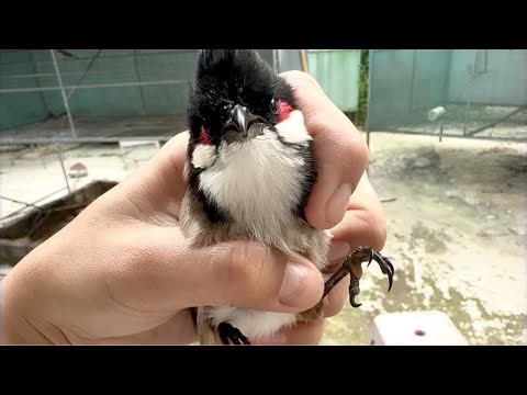 chào mào bẫy đấu khủng vip 🦅