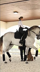 Horse and dog teams chasing the same dream #equestrian #partnership #shorts