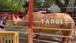 Training is a huge part of our daily routine with Mumbles. Most of the behaviors he knows are ones that help us with his day-to-day care. White rhinos can weigh in at 5,000 pounds and be over 12 feet long nose to tail. With these dimensions, it’s not hard to understand why most of the behaviors Mumbles knows have to do with body presentation. Behaviors like “side” and “line up” allow care team members to get a better look at Mumbles’ body to monitor skin and foot condition, apply products like i