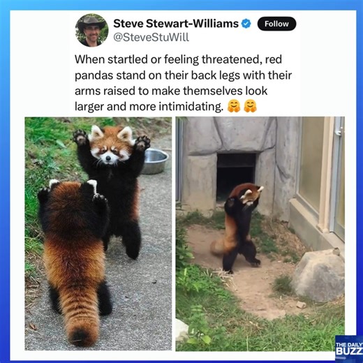 So ferocious 😍😍 | The Daily Buzz