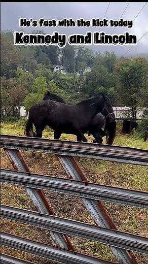 Mare and stallion pasture breeding (Kennedy 2- gate 0)