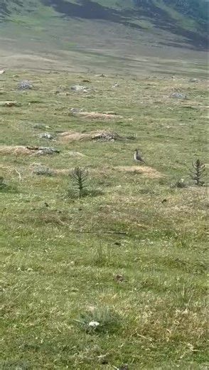 4.1K views · 60 reactions | • Red Shank • wading birds known for...