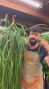 🌵Lepismium Bolivianum🌵ή Rhipsalis Boliviana. Θα το βρεις διαθέσιμο ΜΟΝΟ στο φυσικό μας κατάστημα στην Άνοιξη Αττικής📍#sanopwleio #lepismium #cactus #rhipsalis #plant #plants #fy #fyp #φυτα #athens #greece | Sanopwleio