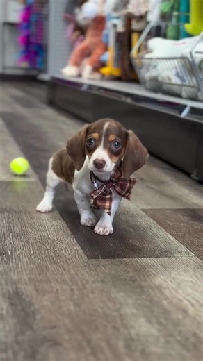 Meet My Adorable Dachshund Puppies Ready for a Home