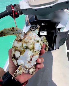 This rescue definitely saved the turtles life 🐢🥹 | LADbible Australia