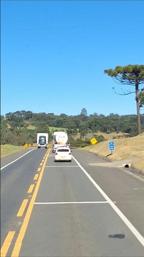 "Araucárias de Santa Catarina: as guardiãs da Mata Atlântica 🌲"