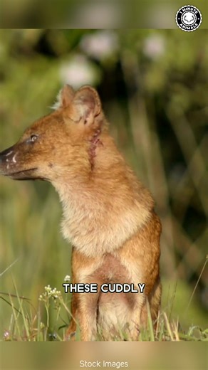 41K views · 2.3K reactions | Dhole  The WHISTLING Wild Dog! This fierce pack hunter communicates with high-pitched whistles instead of howls. It’s fast, fearless, and can take down prey much larger than itself. You won’t believe how coordinated a dhole pack can be! #wildlife #nature #animalfacts #animalvideos | 1 Minute Animals | Facebook