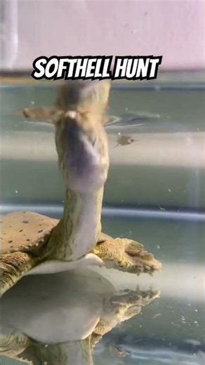 Underwater view of how this turtle hunts prey from beneath. #turtle #reptiles #yox2 #explore