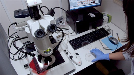 Real-time Bioluminescence Imaging of Notch Signaling Dynamics during Murine Neurogenesis