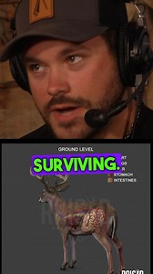 How many deer are surviving “one lung” shots? New podcast in story link breaking down shot placement on whitetails! | RAISED HUNTING