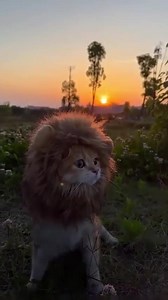 Fierce lion Stephen 🤘 | International Photography