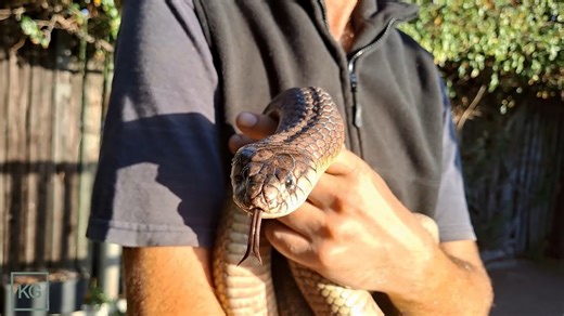 Cobra Madness: Epic Encounter with Africa’s Largest Cobra — Insane Handling and Close-Up Snuggles!