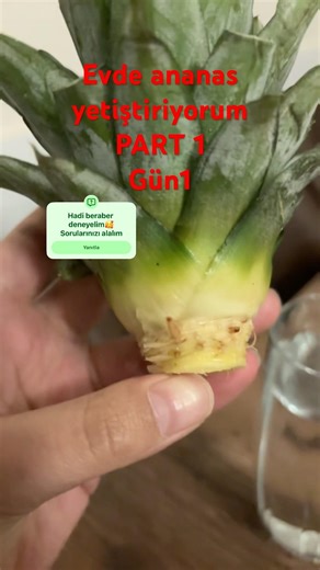 🍍Ananas aldıysan sakın atma !! Beraber filizlendirmeye 🌱 nedersin?🥰 Detaylar açıklamada #ananas