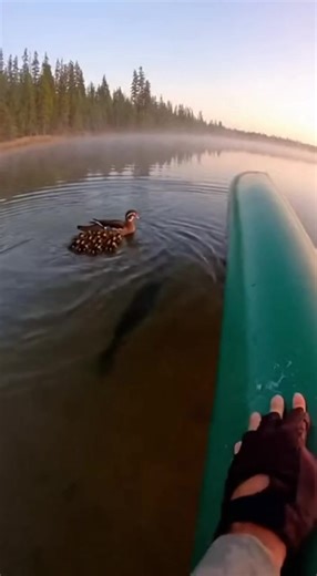 🦆 Ducklings Escape Giant Pike on Minnesota Lake! 😱🇺🇸 #DucklingRescue #MinnesotaWildlife #WildlifeHeroes #NatureLovers #AmazingDucks | US Wildlife explore