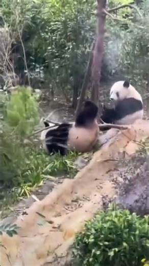 Những Màn Té Cây Kinh Điển Của Panda