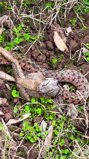 The moment a snake bites a frog in the wild. 17/3/2026 #love #kitten #NationalInstituteofBiologic...