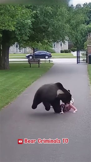 The bear attacked by surprise. #bear #reallife #wildlife
