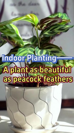 Expert Tips for Indoor Gardening with Peacock Plants