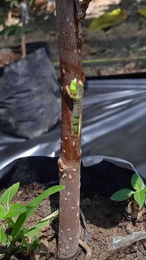985K views · 4.6K reactions | Fruit tree grafting techniques #garden #grafting #tree | GardeningFruit | Facebook