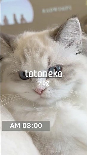 【ととねこvlog.22】AM08:00 おはよう、今日がんばったら華金だね！猫の世界にも華金ってあるの？ #猫 #ラグドール