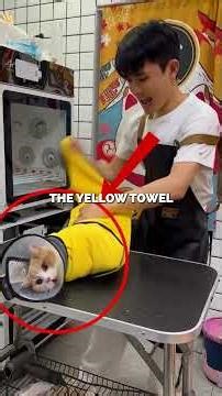 This Angry CAT attacked everyone -- Until the Groomer handled it