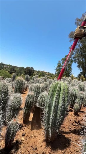 Gardening with Cacti: Tips for a Sunny Day
