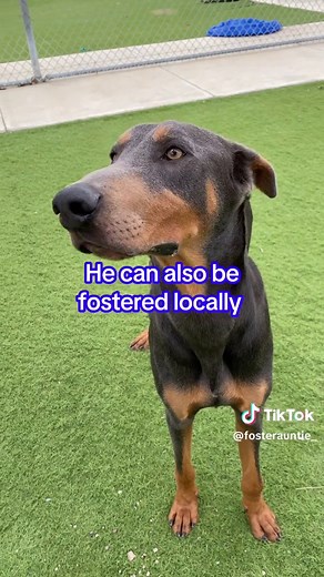 Adopt Chief: Gentle Doberman Pinscher Needs Home