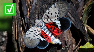 VERIFY: The Spotted Lanternfly damages vineyards, groves, gardens