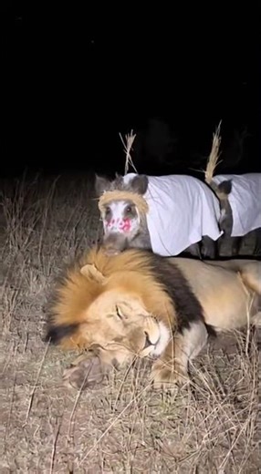 Sleeping Lion Encounters Close Contact With Costumed Wild Boars