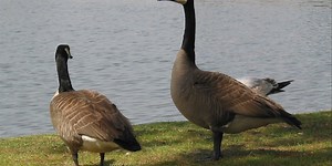 Mo. Dept. of Conservation monitoring potential bird flu cases