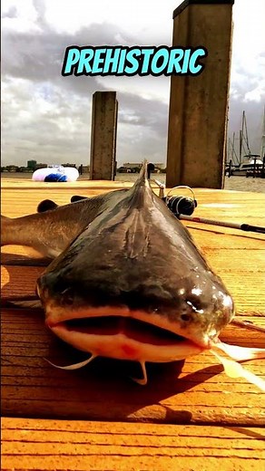 MAGNET FISHING FLORIDA! 🧲 Is This a Catfish or a River Monster? 🎣 Close-Up on the Manatee River!