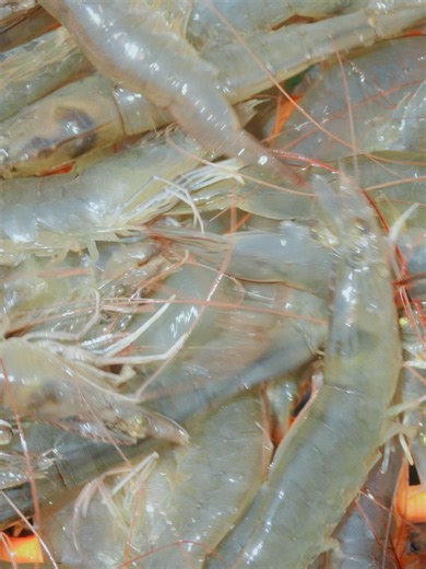 Part 29 I At some point, shrimp stop eating to grow and start eating to prepare for reproduction.🦐 When that happens, the feed you’re giving them no longer translates into size or weight gain. Understanding this timing is key to maximizing efficiency and profitability. To learn how to calculate the right harvest window, watch Shrimply Put Episode 6 on our YouTube channel @/HavenSeafood. #HavenFoods #ShrimplyPut #Hatchery #ShrimpFarming #Aquaculture