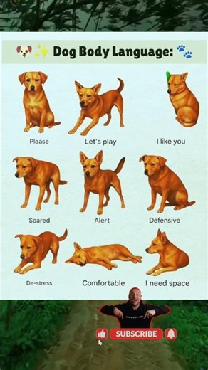 🐶✨ Dog Body Language: Understanding Their Signals 🐾 #DogBodyLanguage