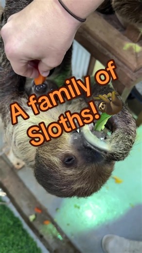 Heartwarming Moments with a Sloth Family