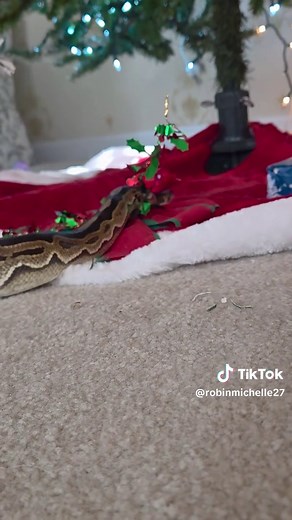 Lily the Christmas Ball Python: A Holiday Companion