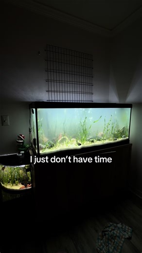 Creating the Perfect 75g Aquascape