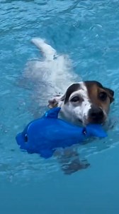 This dog just loved being in the water! 🐶🏊‍♀️ | Furry Tails