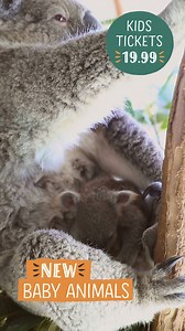 Kids tickets are just $19.99! PLUS parking is FREE and so are kids under 3. Book your tickets to Sydney’s favourite NEW zoo today! | Sydney Zoo