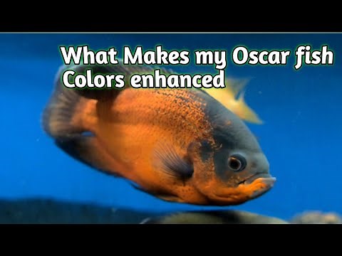 Top 5 routine Diet for Oscar fish ‪@kenaqua‬