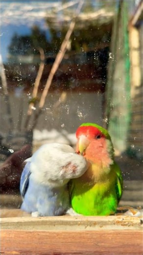Cute Love Birds Moment 😍🦜 | Parrot Kiss Scene You’ll Love ❤️