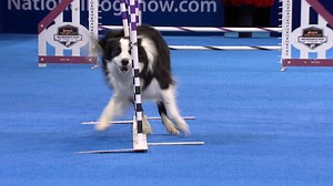 Incredible Dog Challenge Agility Show at NDS