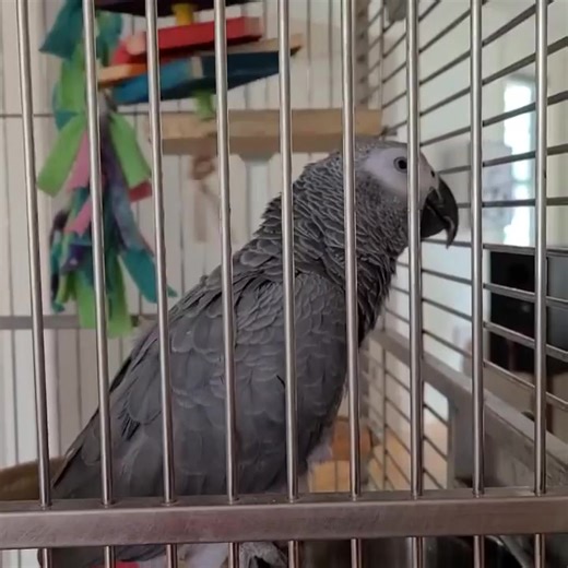 Not sure if random beeping noises, or an attempt at "peekaboo"... #africangreyparrot #africangreysofinstagram #africangrey #parrotsofinstagram #parrots #birdsofinstagram #talkingbirds #talkingparrot #talkingparrots #birdstalking #congoafricangrey #parrotsofig #parrotslife #africangreyparrots #africangreycongo | Talking Parrot