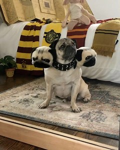 257K views · 14K reactions | Harry Pugger does the wipe it down challenge ⚡️ | Doug The Pug | Facebook