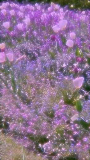 this flowers❤️‍🩹🎧🤌..#asthentic#lyrics#soft#beautiful...