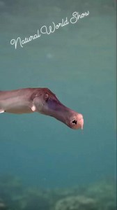 2K views · 30 reactions | A piece of coral swims towards you! The...