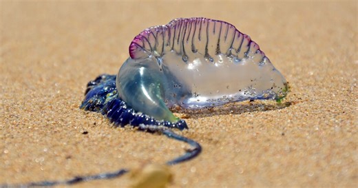 What is a Portuguese man o' war and how did one end up in Virginia Beach?