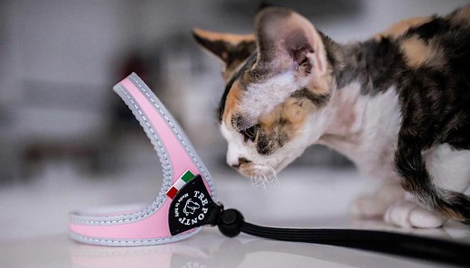Cat Harnesses for Walking - Safe, Comfortable & Escape Free