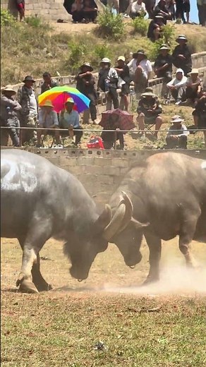 🌪️ "UNSTOPPABLE Bull Dominates Rival in 30 Seconds! ⏱️🔥"