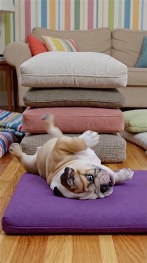 🐶my 🥳cute 🥰 dog 🐶