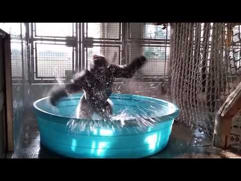 Splash Dance! Gorilla Dances to Flashdances "She's a Maniac"